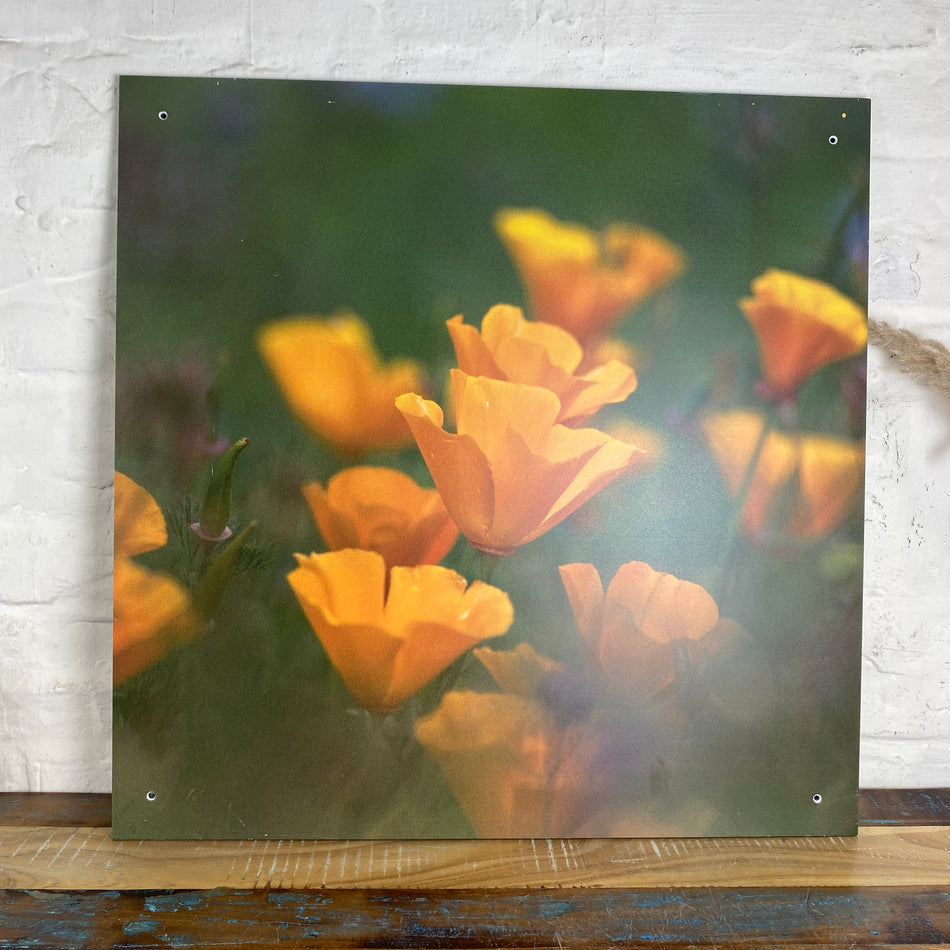 Bild Blume gelb Mohn 70x70 Wandbild Deko Fotodruck Natur
