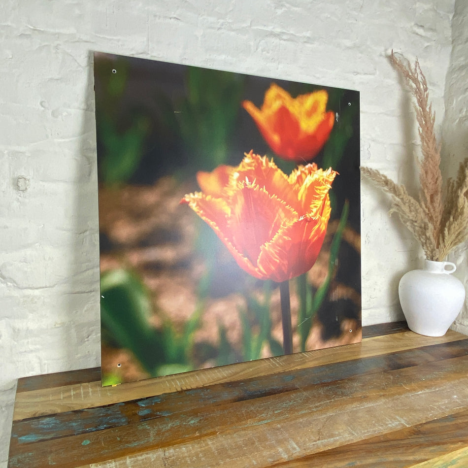 Bild Tulpe fransig 70x70 Wandbild Deko Fotodruck Natur