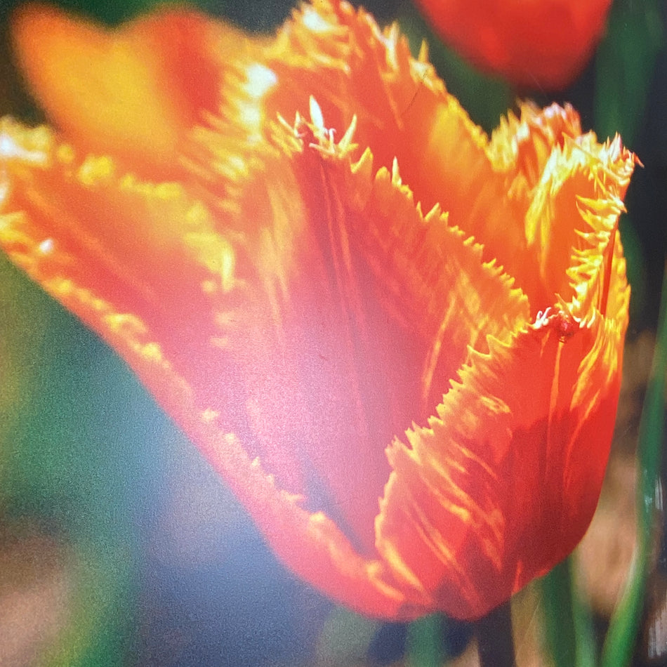 Bild Tulpe fransig 70x70 Wandbild Deko Fotodruck Natur