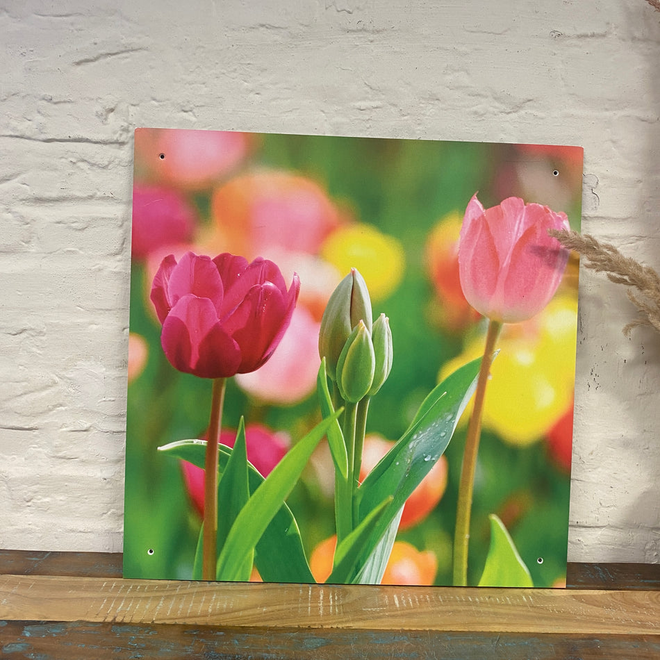 Bild Tulpe 60x60 pink Wandbild Deko Fotodruck Natur