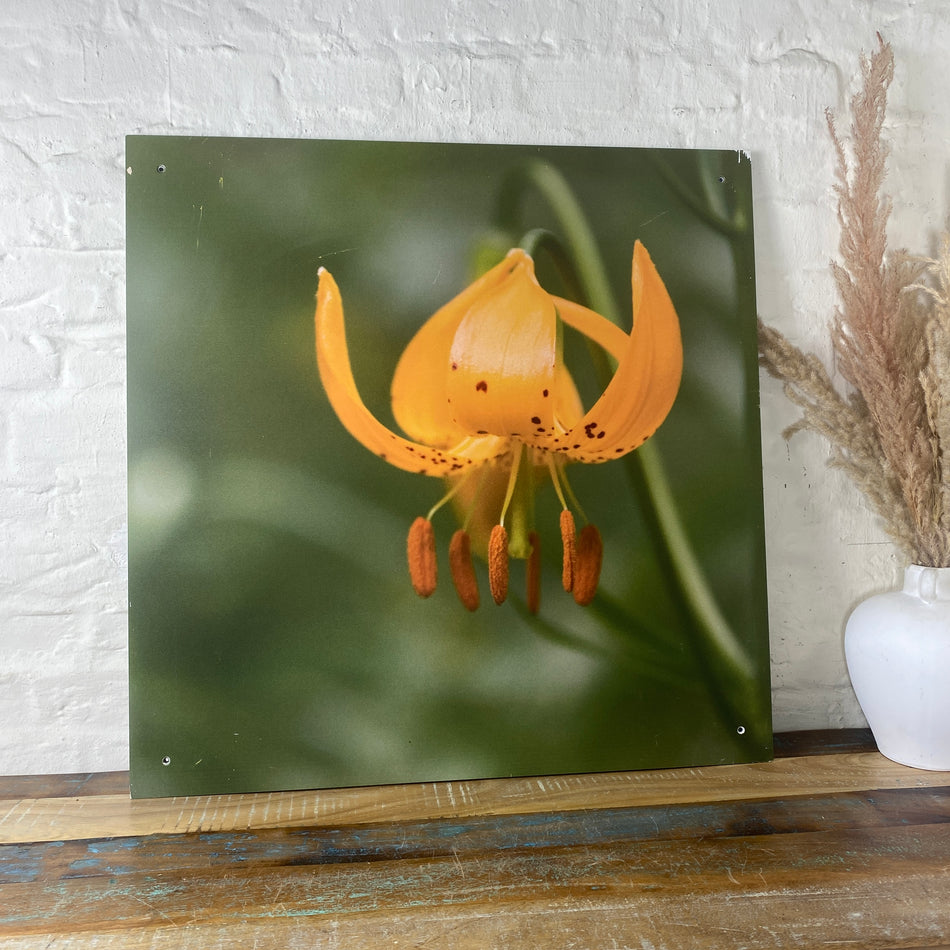 Bild Tigerlilie 70x70 Wandbild Deko Fotodruck Natur