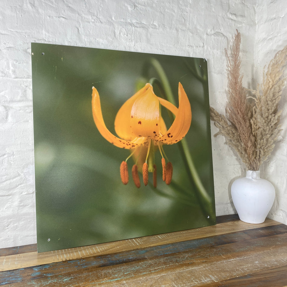 Bild Tigerlilie 70x70 Wandbild Deko Fotodruck Natur