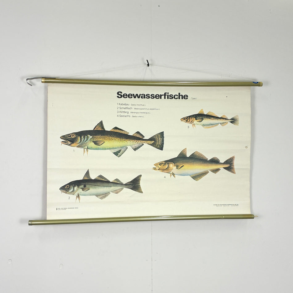 Vintage Schulkarte - Seewasserfische - Rollbild Lehrtafel Wanddeko