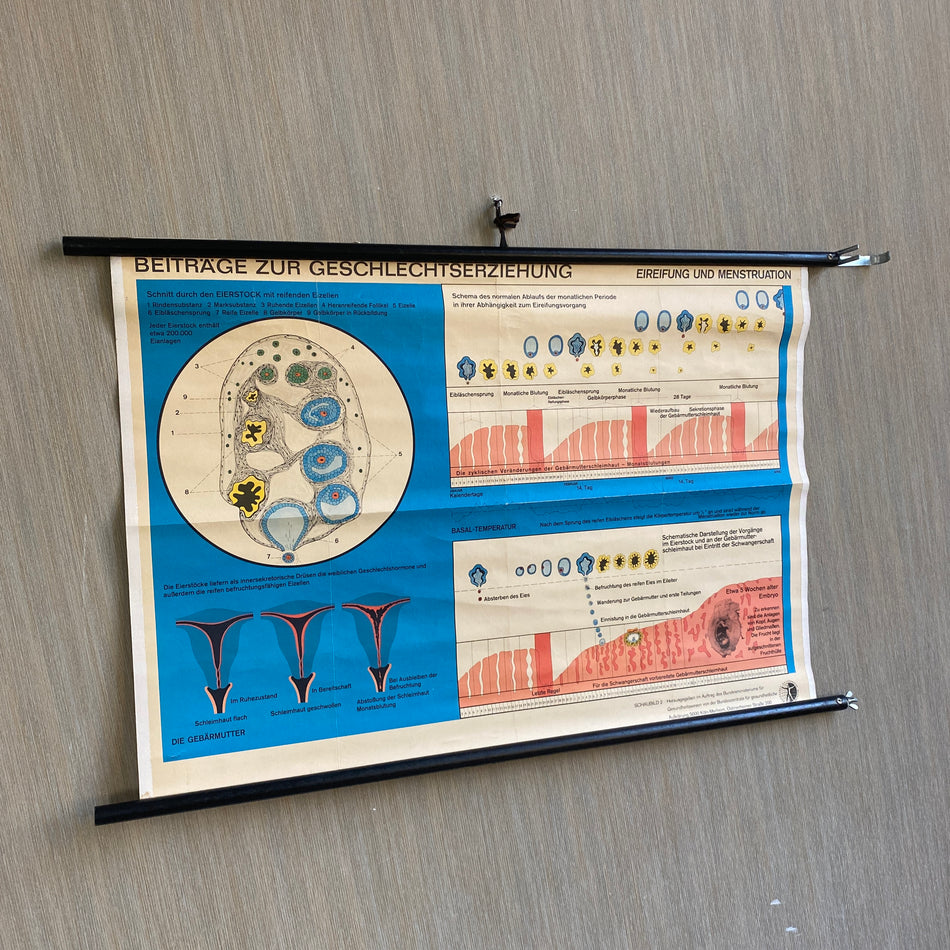 Schulkarte Beiträge zur Geschlechtserziehung Eireifung und Menstruation Biologie Lehrkarte gebraucht