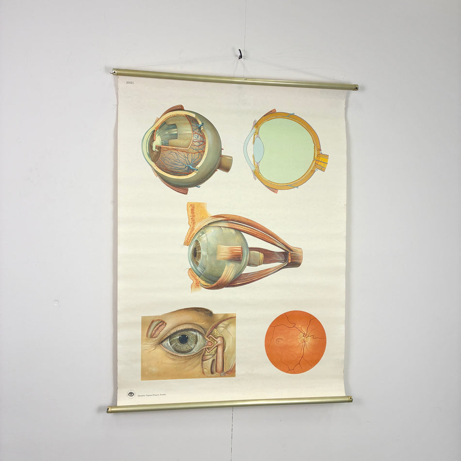 Vintage Schulkarte - Anatomie Menschliches Auge - Rollbild Lehrtafel Wanddeko