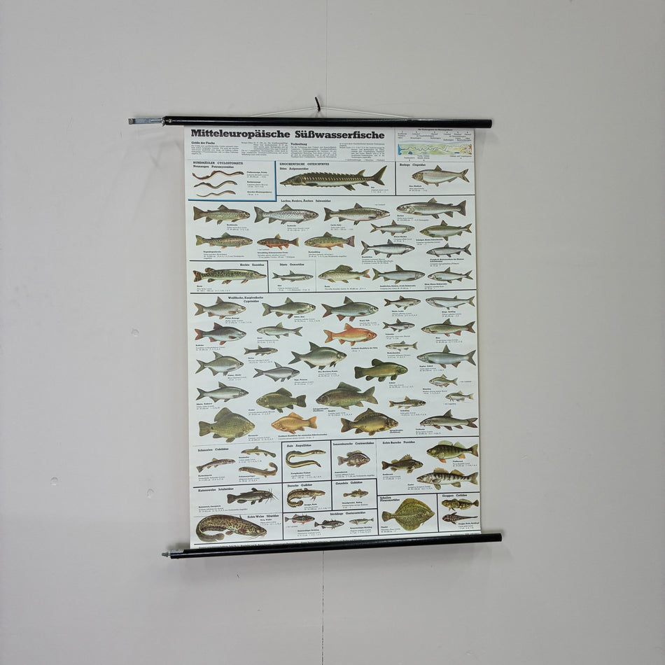 Vintage Schulkarte Mitteleuropäische Süßwasserfische Rollbild Lehrtafel Wanddeko