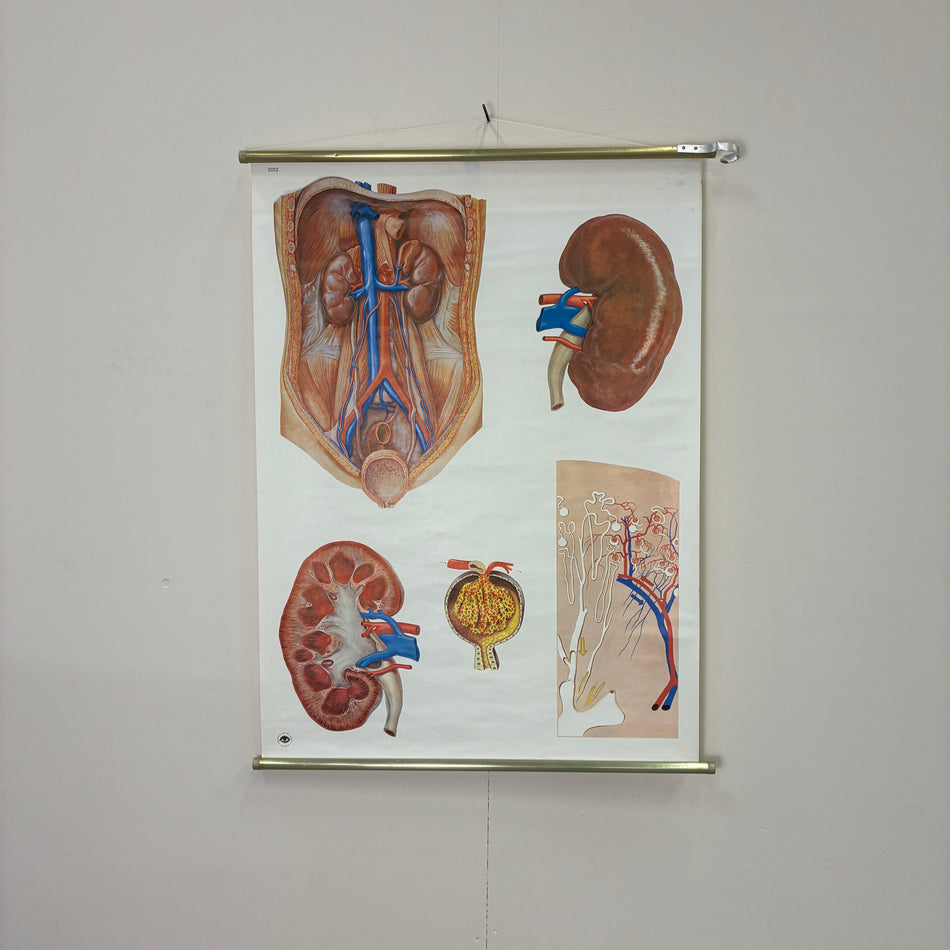 Vintage Schulkarte Die Niere Anatomie Rollbild Biologie Lehrtafel Wanddeko