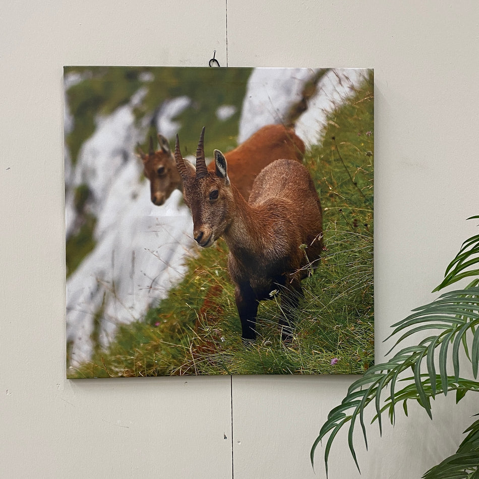 Wandbild Ziege Leinwand Tiermotiv Fotodruck Deko Gebraucht