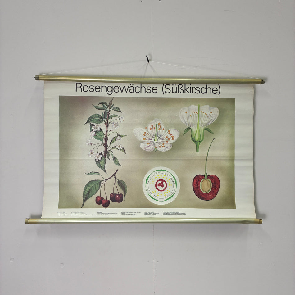 Vintage Schulkarte Rosengewächse Süßkirsche Botanik Rollbild Volk und Wissen Lehrtafel