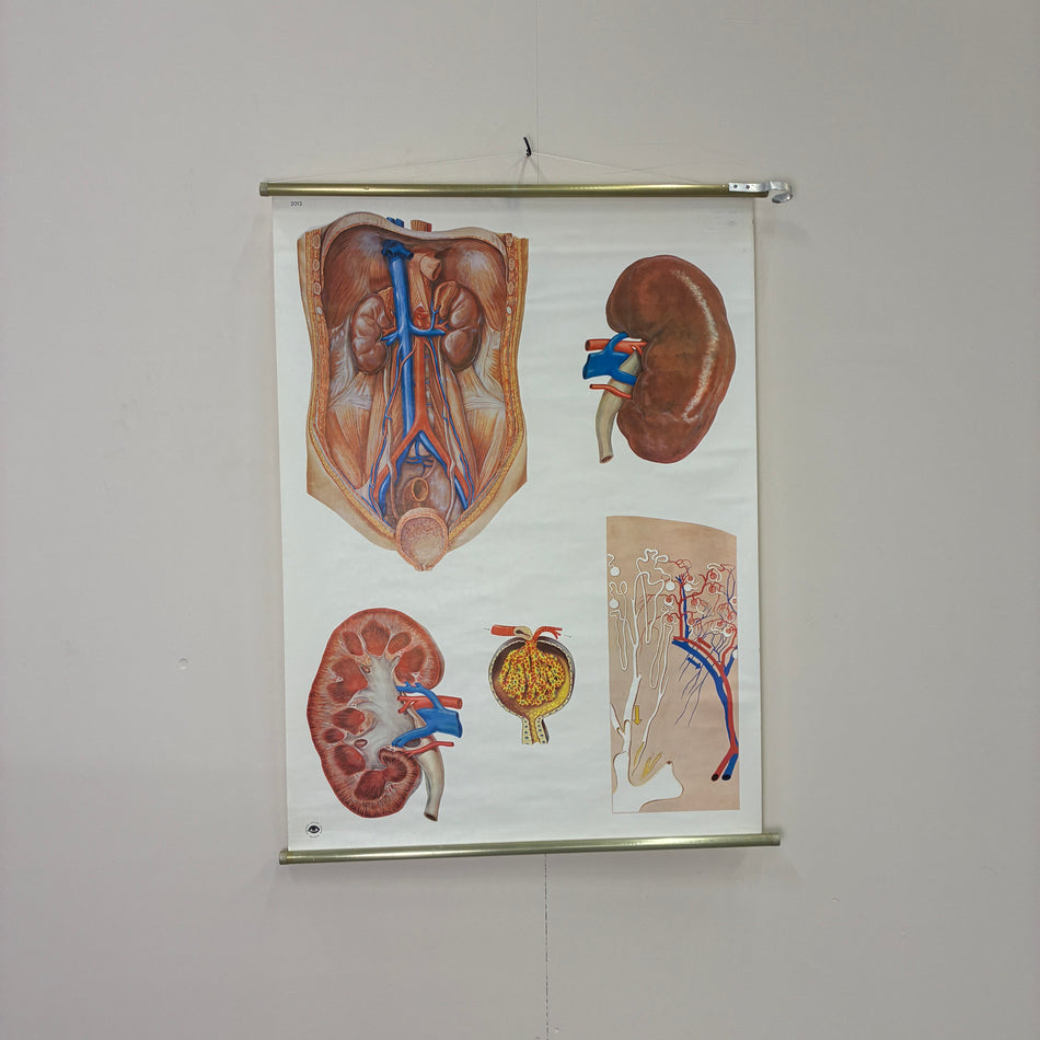 Vintage Schulkarte Die Niere Anatomie Rollbild Biologie Lehrtafel Wanddeko