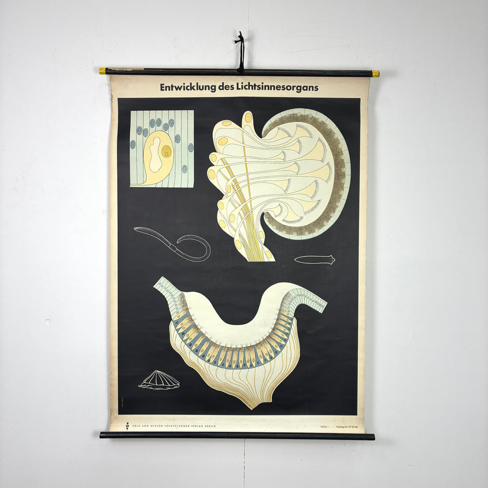Vintage Schulkarte – Entwicklung des Lichtsinnesorgans – Biologie Lehrtafel Rollbild Wanddeko