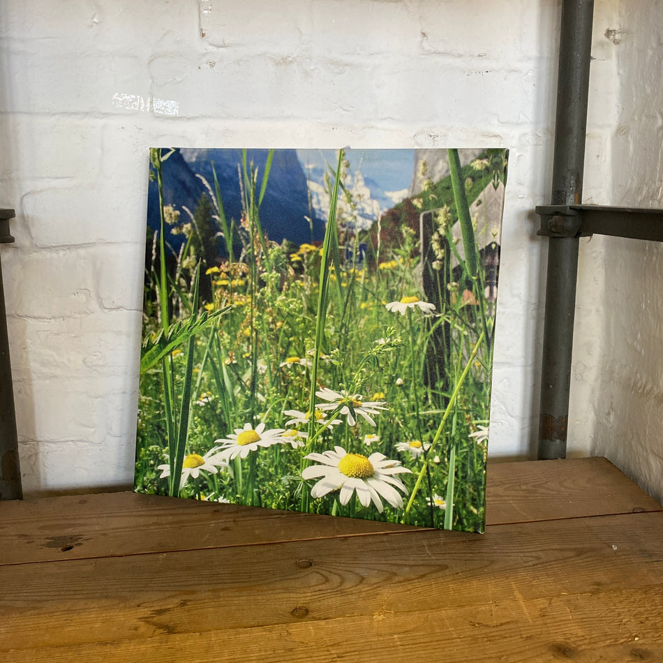 Wandbild Fotodruck auf Leinwand 
Margerite