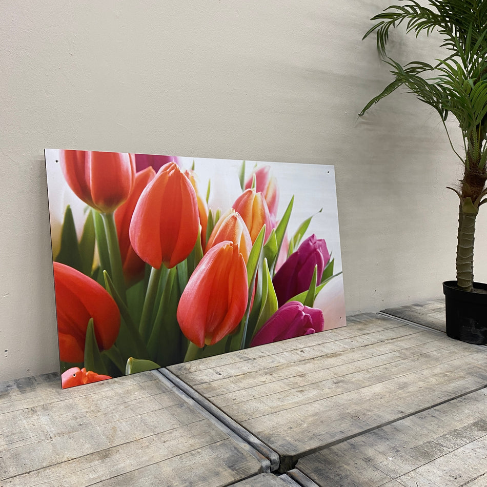 Wandbild Alu-Dibond Tulpen Fotodruck Natur 120x70 Bild gebraucht