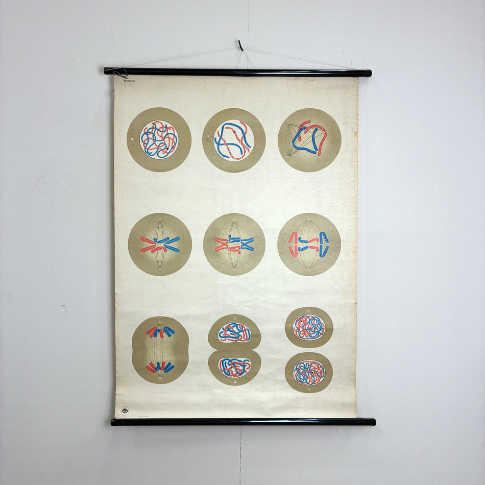 Vintage Schulkarte – Mitose (Zellteilung) – Biologie Lehrtafel Wanddeko