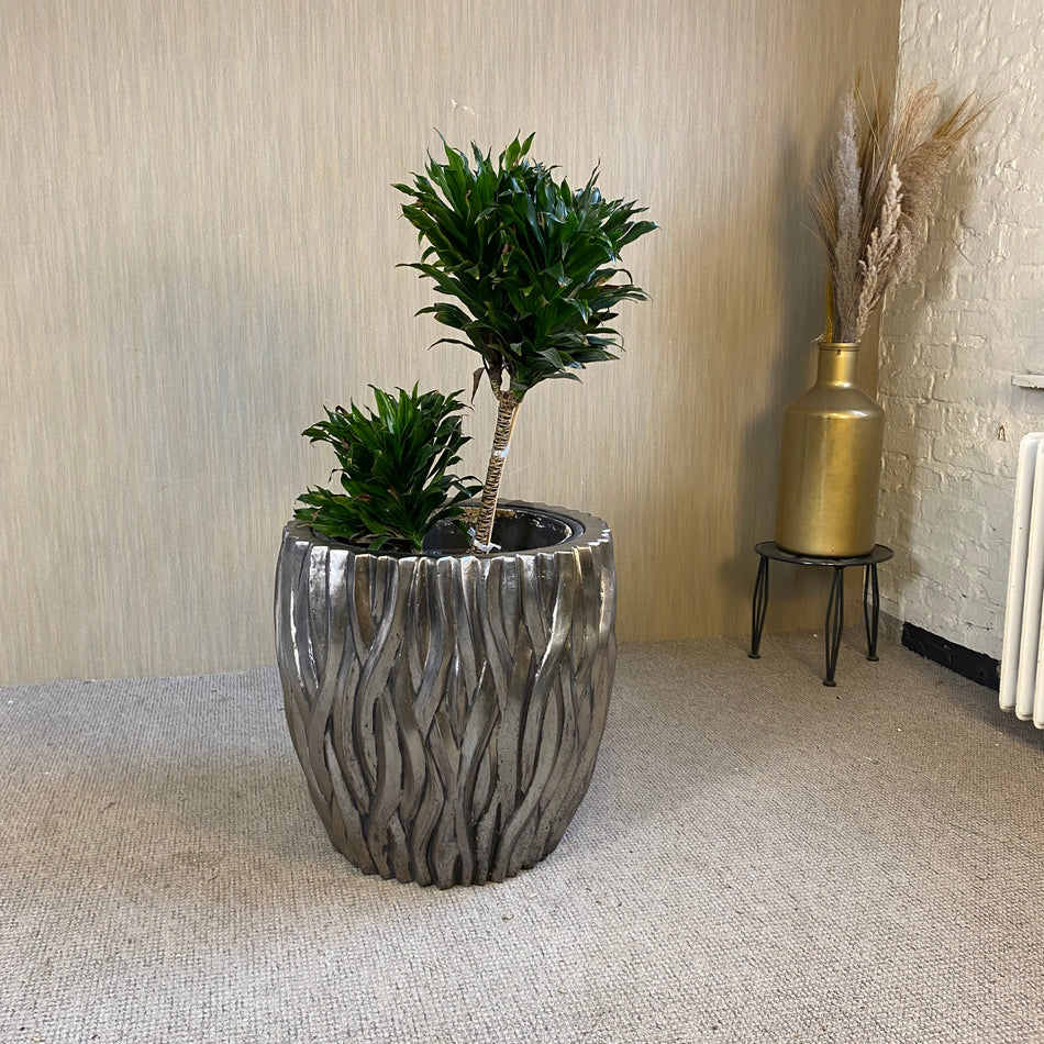Drachenbaum Pflanze im Pflanzenkübel silbern 110cm