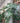 Riesiger Baum-Philodendron Hydro Ca. 260cm hoch Zimmerpflanze Nr. 62