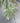 Großer Drachenbaum Fragrant dracaena ca. 250cm hoch Hydro Nr. 69