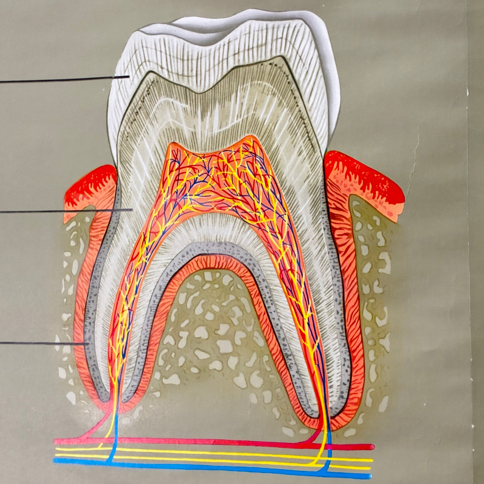 Vintage school chart – The Dentition – Hagemann Biology Medical Teaching Chart, Scroll Format, Used