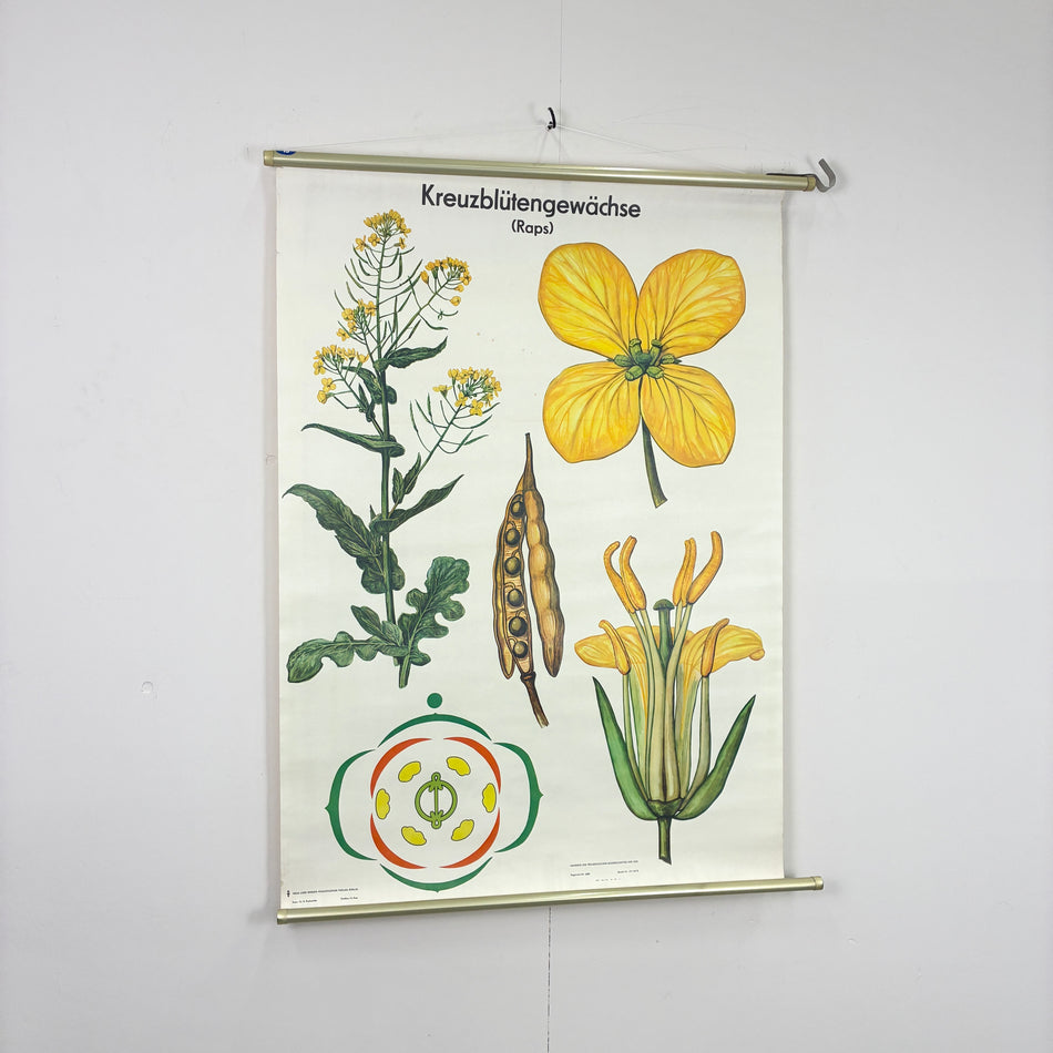 Vintage Schulkarte - Kreuzblütengewächse (Raps) - Rollbild Lehrtafel Wanddeko