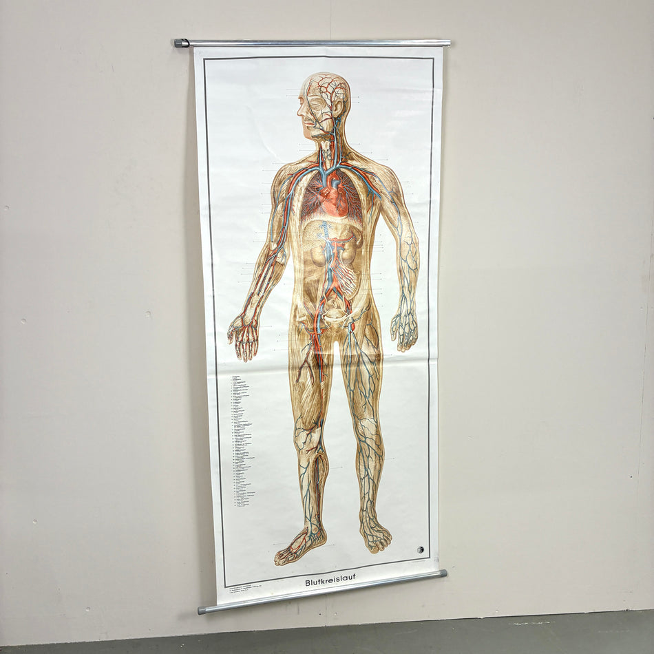 Vintage Schulkarte – Blutkreislauf – Biologie Lehrtafel Rollbild Wanddeko