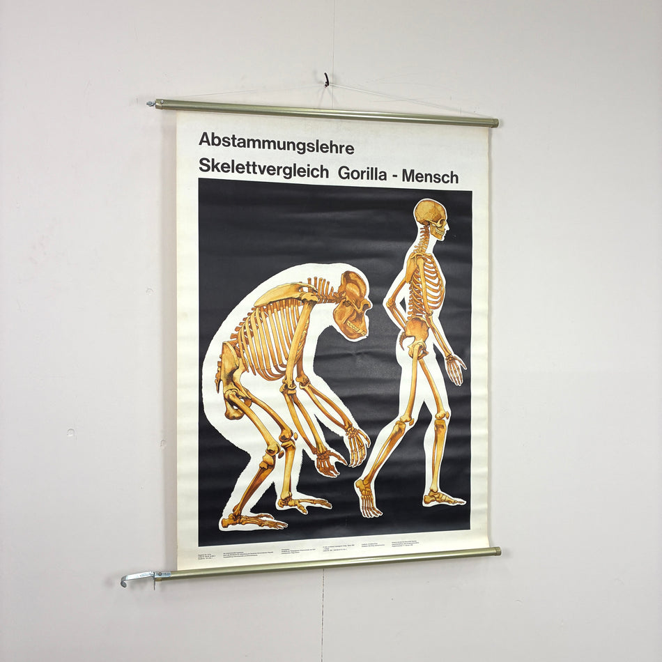 Vintage Schulkarte - Abstammungslehre Skelettvergleich Gorilla-Mensch - Rollbild Lehrtafel Wanddeko