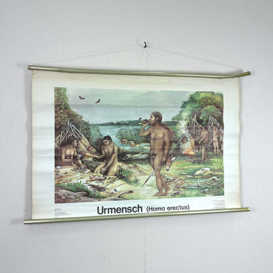Vintage Schulkarte – Urmensch (Homo erectus) – Anthropologie Lehrtafel Rollbild Wanddeko