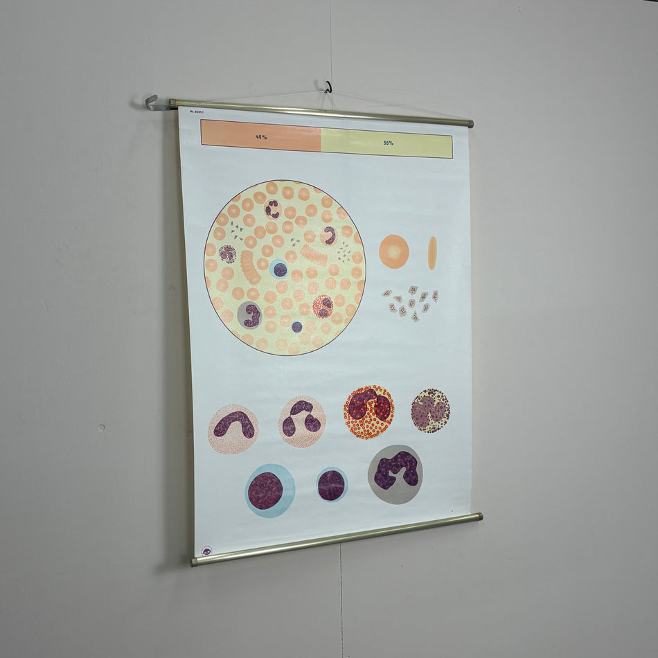 Vintage Schulkarte Das Blut I Biologie Anatomie Lehrtafel Wanddeko