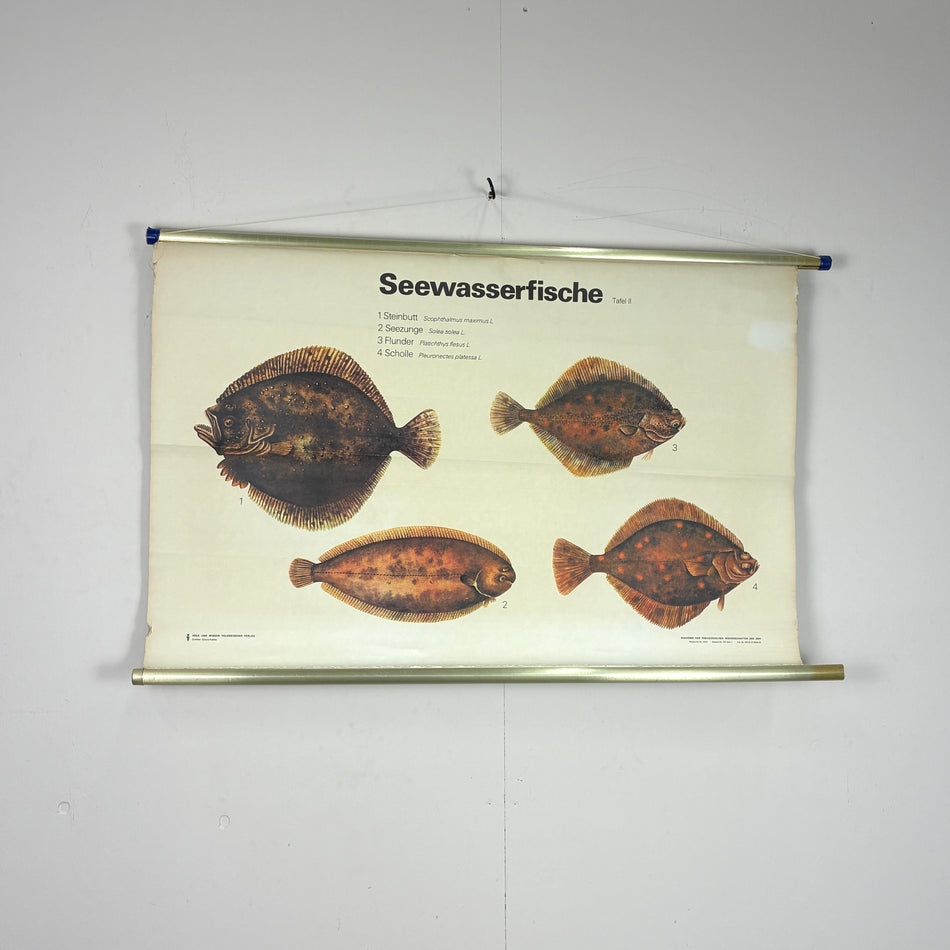 Vintage Schulkarte – Seewasserfische – Zoologie Lehrtafel Rollbild Wanddeko