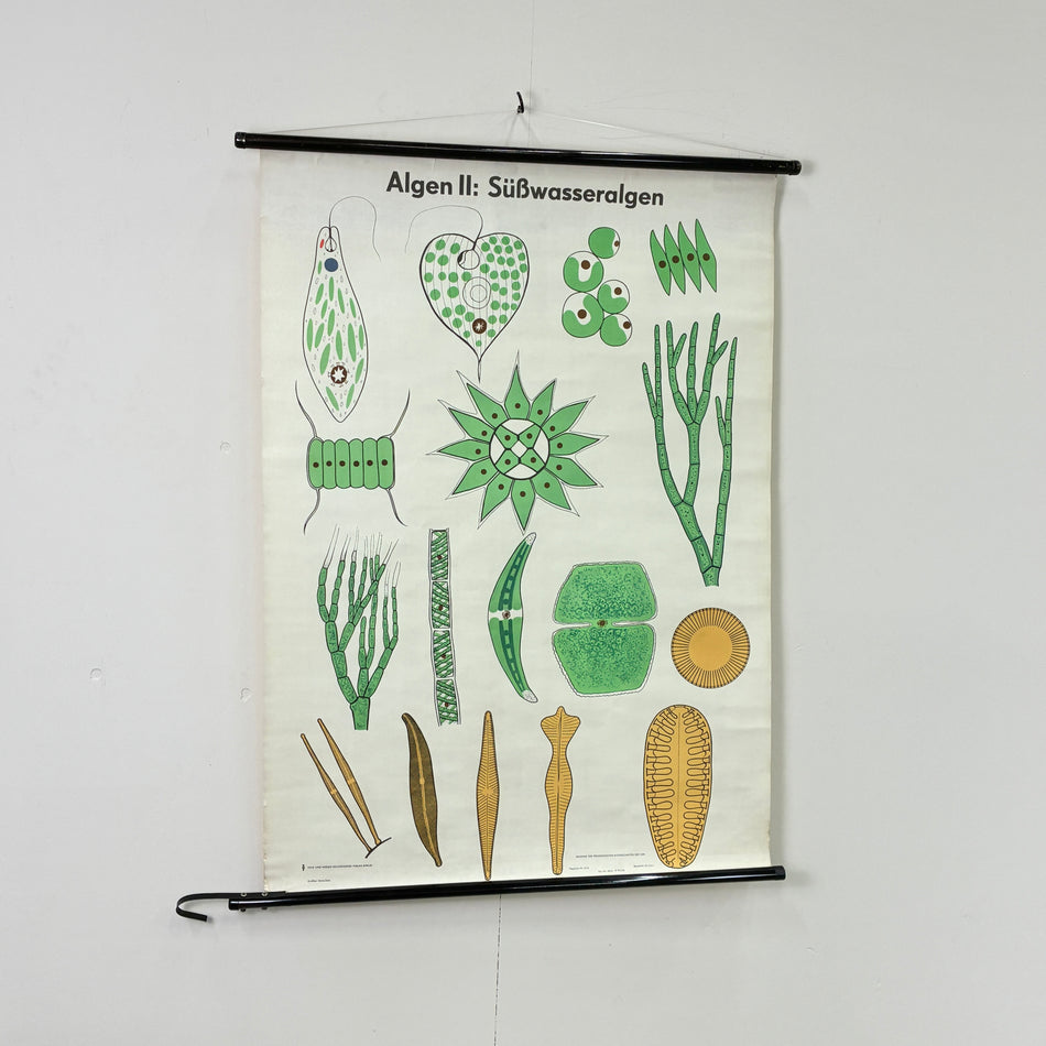 Vintage Schulkarte - Algen II: Süßwasseralgen - Rollbild Lehrtafel Wanddeko