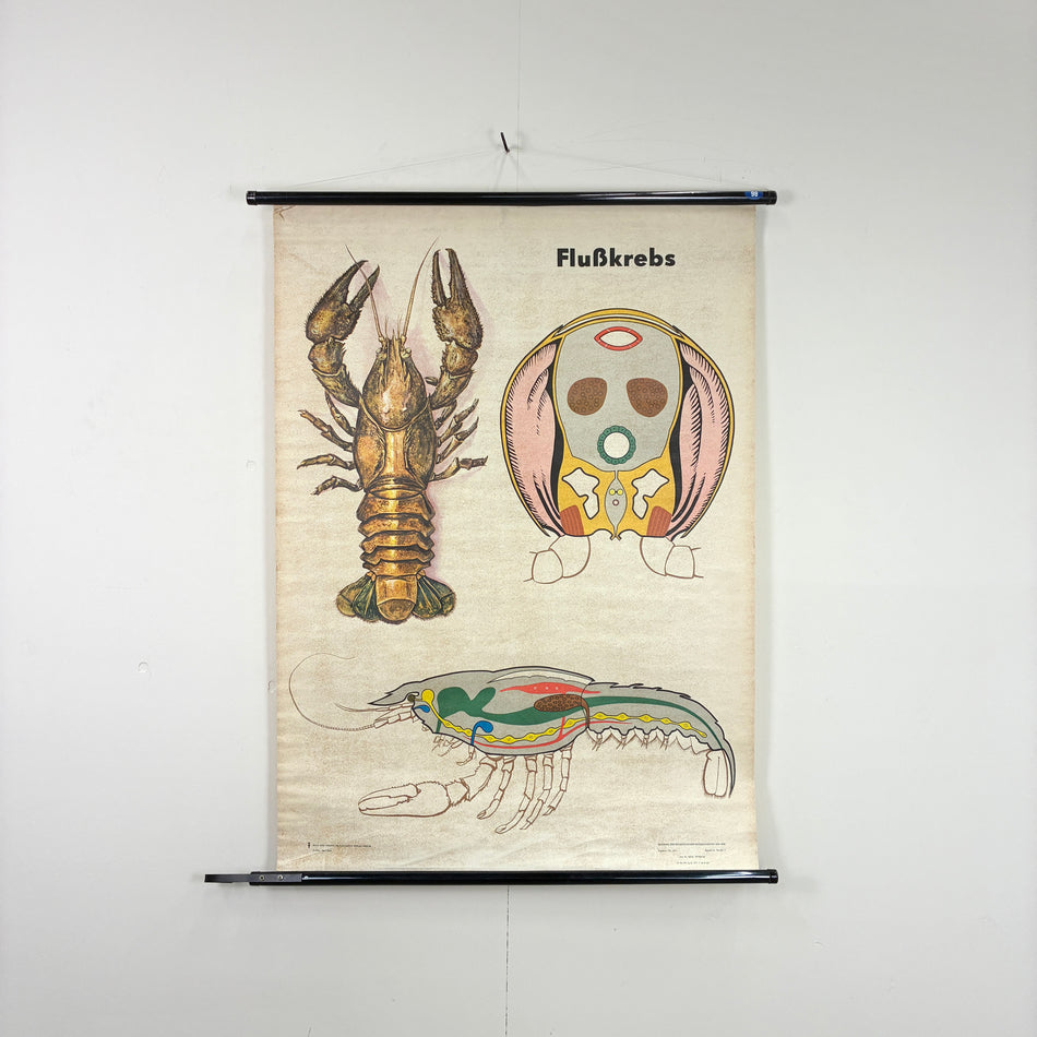 Vintage Schulkarte – Flusskrebs – Biologie Rollbild Lehrtafel Wanddeko