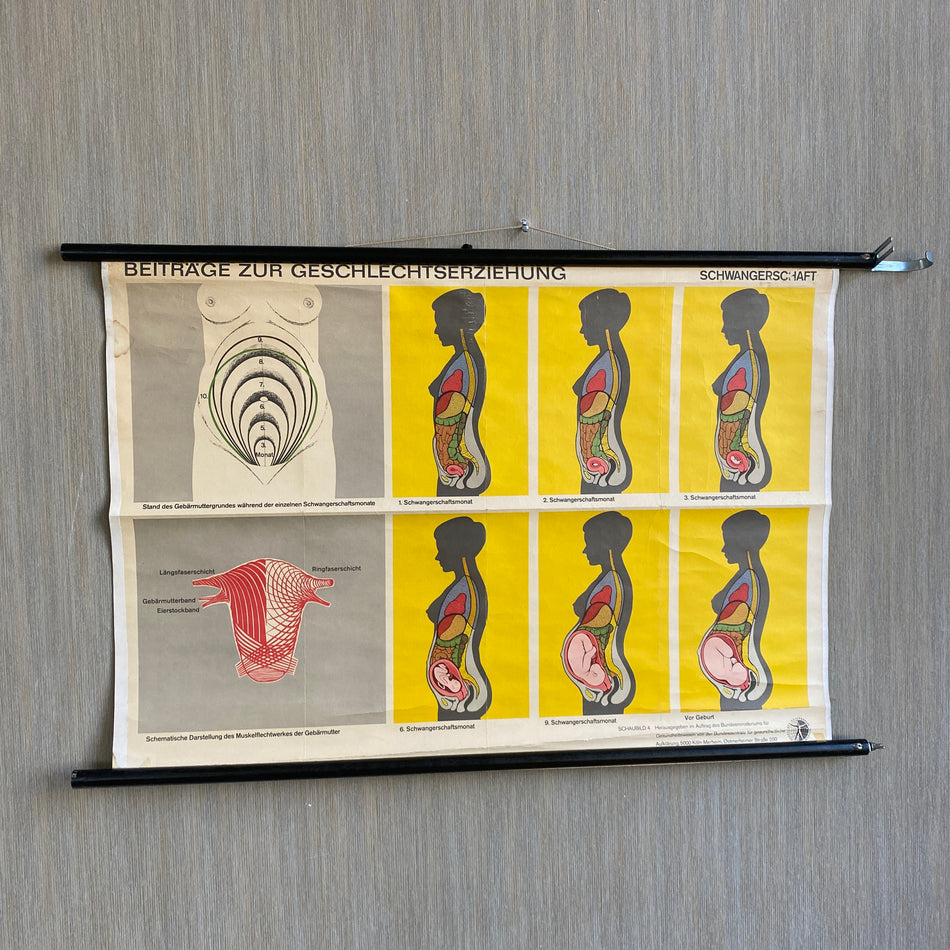 Schulkarte Schwangerschaft Beiträge zur Geschlechtserziehung Biologie Lehrkarte gebraucht