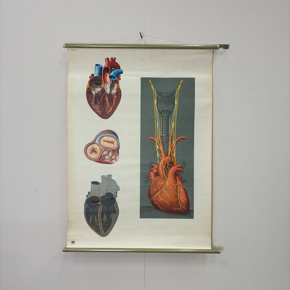 Vintage Schulkarte Das Herz III Anatomie Rollbild Biologie Lehrtafel