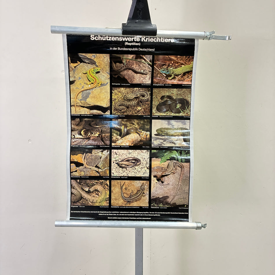 Vintage School Chart – Worth Protecting Crawling Animals – Biology Educational Chart Roll, Used