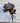 Fink Kunstzweig Blumen Echeveria lila-grün 30cm