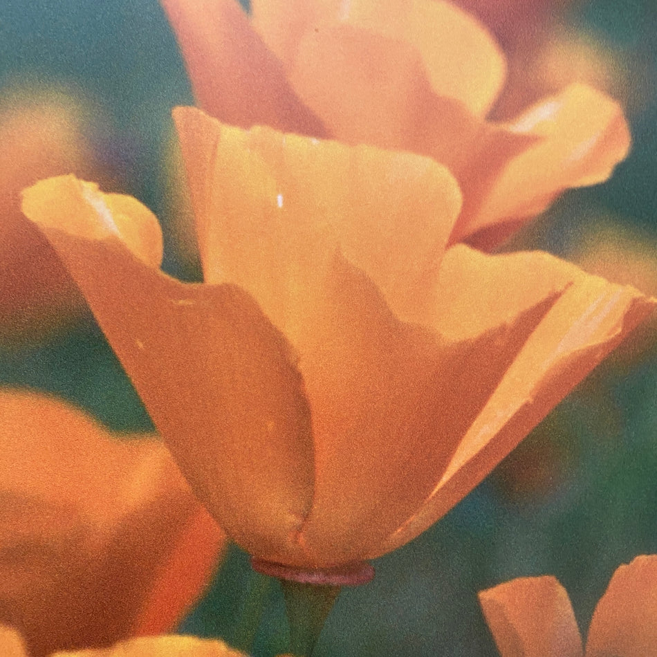 Wandbild Alu-Dibond Gelber Mohn Fotodruck Natur Deko Bild gebraucht