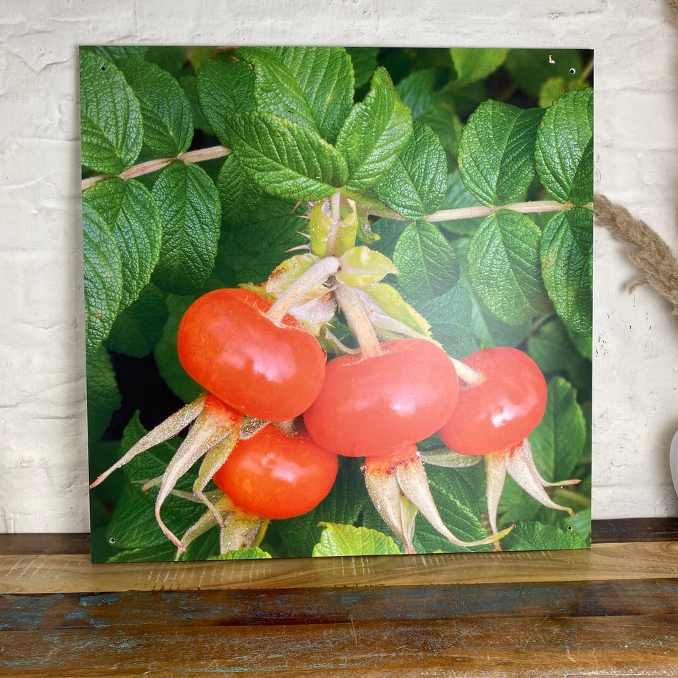 Bild Hagebutte 70x70 Wandbild Deko Fotodruck Natur