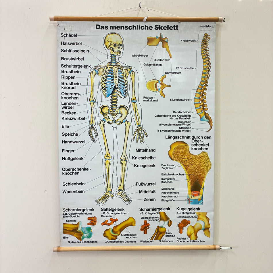 Vintage School Chart – The Human Skeleton – Biology/Medical Teaching Chart, Roller Chart, Used