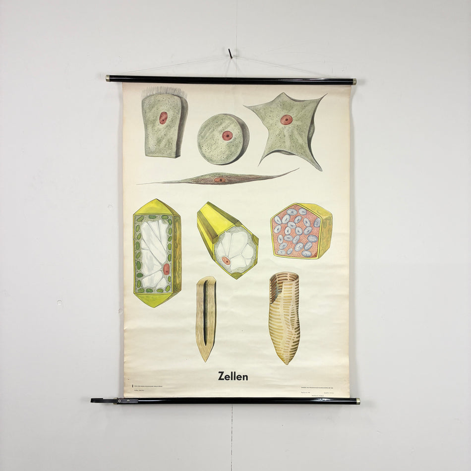 Vintage Schulkarte - Zellen (Zellstrukturen) - Biologie Rollbild Lehrtafel