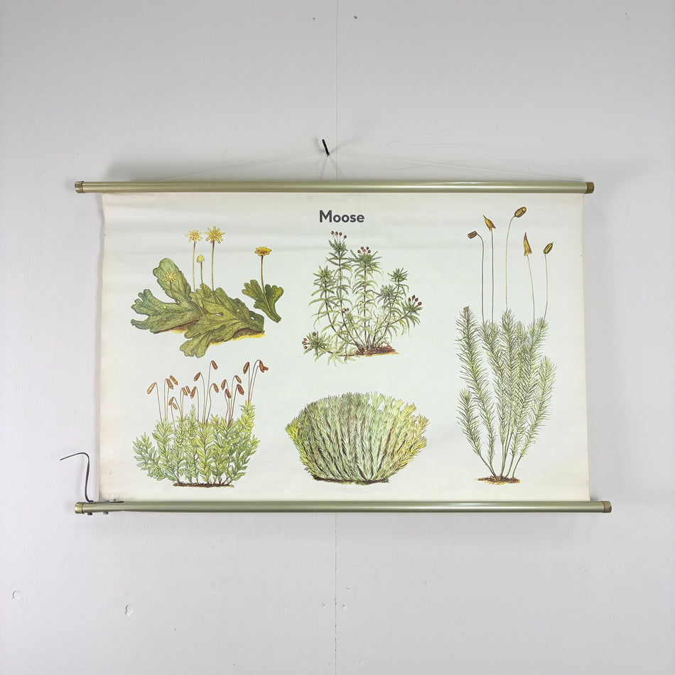 Vintage Schulkarte Moose Botanik Rollbild Volk und Wissen Lehrtafel Wanddeko