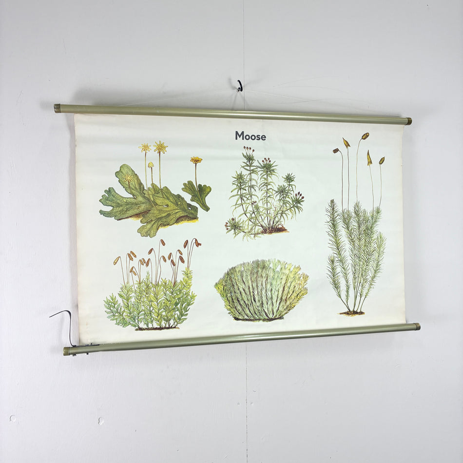 Vintage Schulkarte Moose Botanik Rollbild Volk und Wissen Lehrtafel Wanddeko