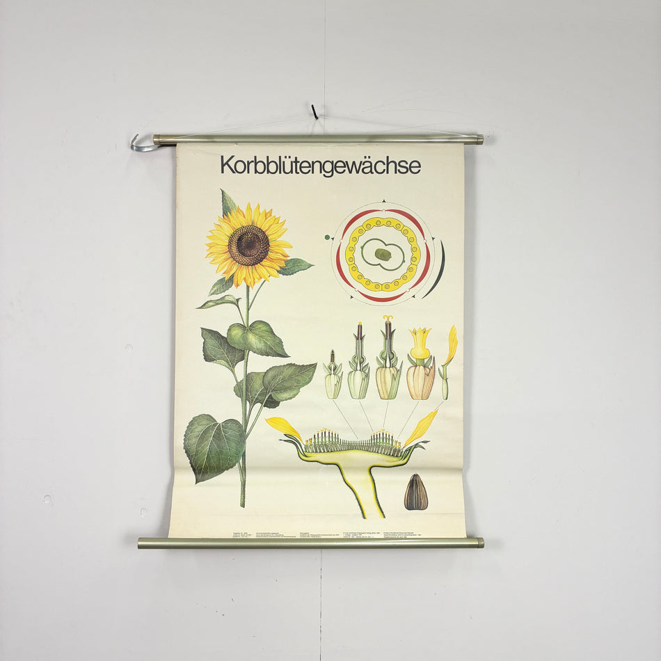 Vintage Schulkarte - Korbblütengewächse - Rollbild Lehrtafel Wanddeko