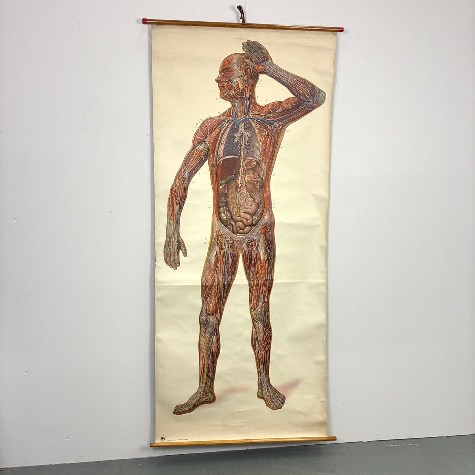 Vintage Schulkarte – Lymphgefäße – Biologie Lehrtafel Rollbild Wanddeko