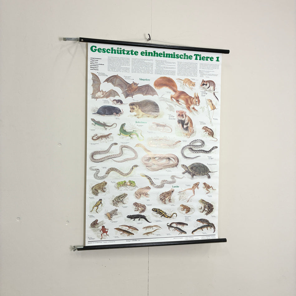 Vintage Schulkarte Geschützte einheimische Tiere Rollbild Biologie Lehrtafel Wanddeko