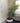 Riesige Hydro Ficus Benjamini 210cm hoch Zimmerpflanze Nr. 74