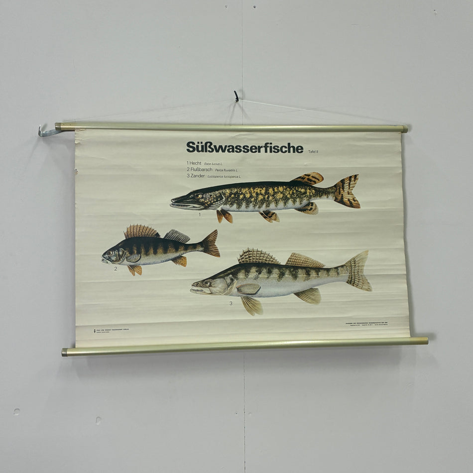 Vintage Schulkarte Süßwasserfische Hecht Barsch Zander Rollbild DDR Wanddeko
