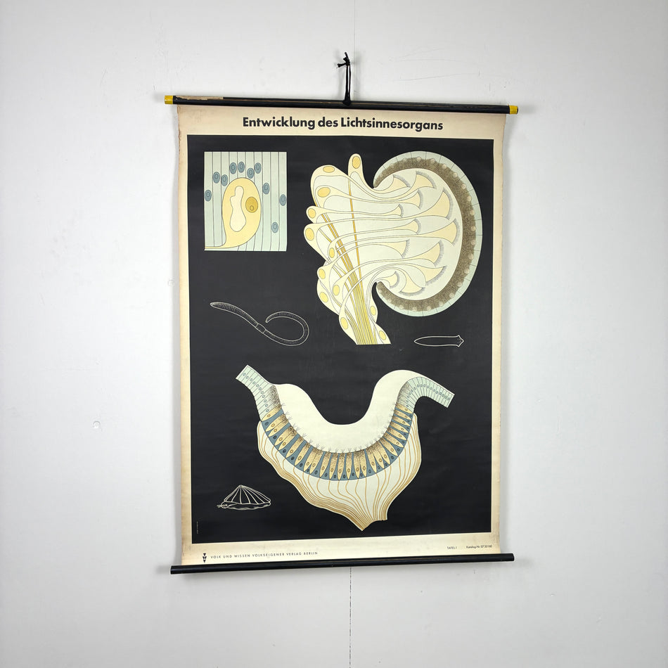 Vintage Schulkarte – Entwicklung des Lichtsinnesorgans – Biologie Lehrtafel Rollbild Wanddeko
