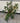 Gummibaum Pflanze Hydro 80cm im grauen Kübel Zimmerpflanze