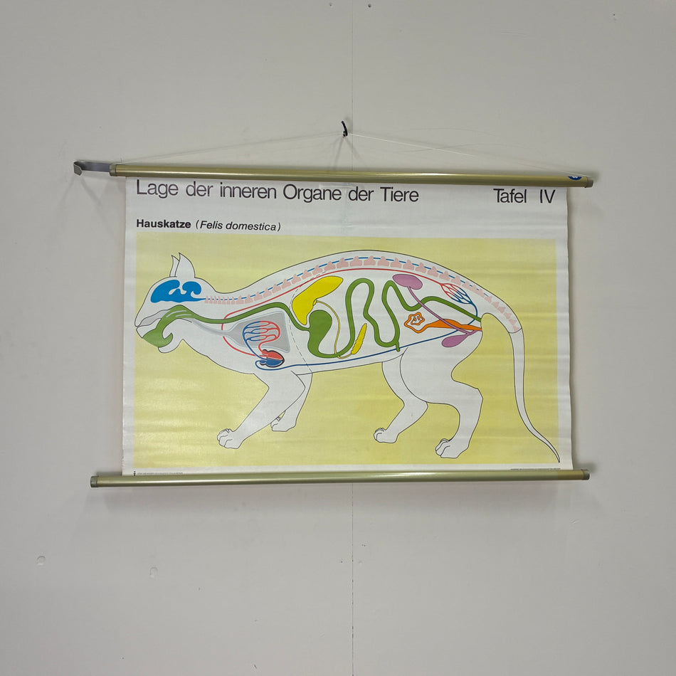 Vintage Schulkarte Hauskatze Organe Biologie Rollbild Lehrtafel DDR Wanddeko