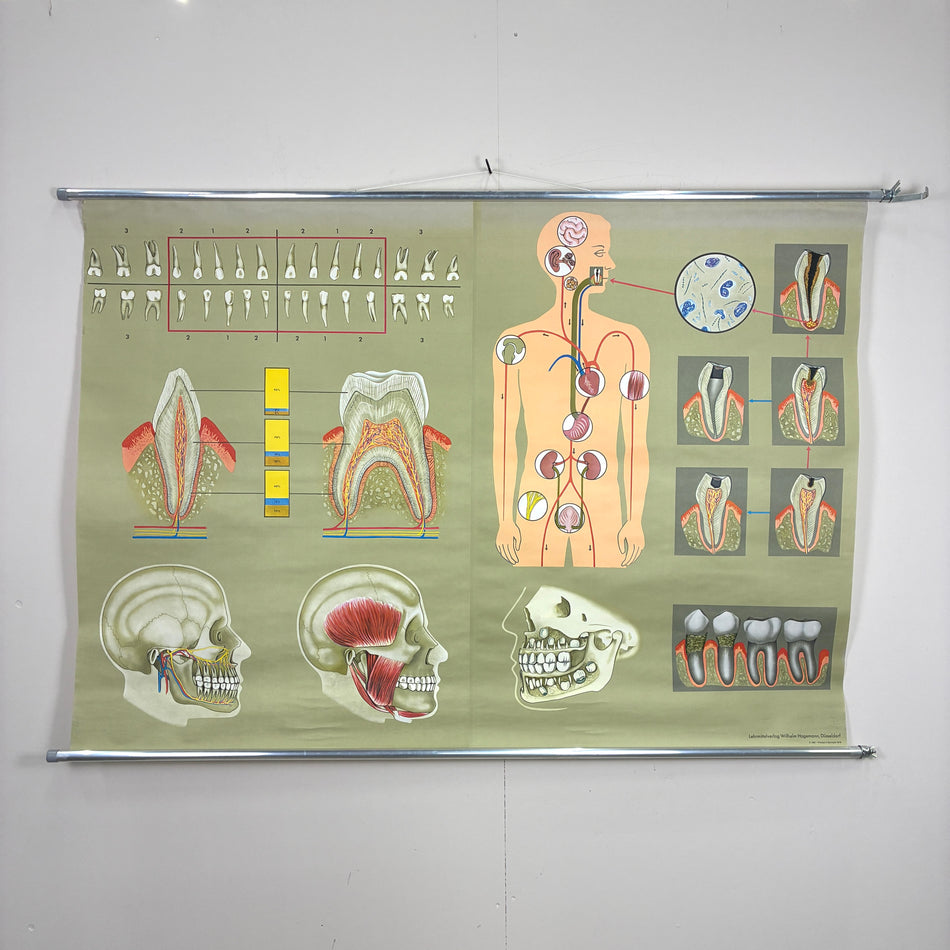 Vintage Schulkarte – Das menschliche Gebiss – Biologie Lehrtafel Rollbild Wanddeko