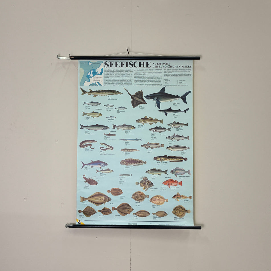 Vintage Schulkarte Seefische Paul Parey Biologie Rollbild Meeresbiologie Lehrtafel Wanddeko
